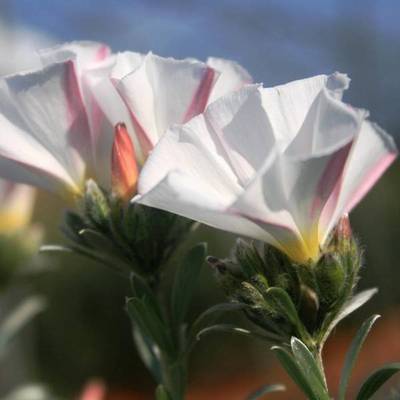 CONVOLVULUS CNEORUM